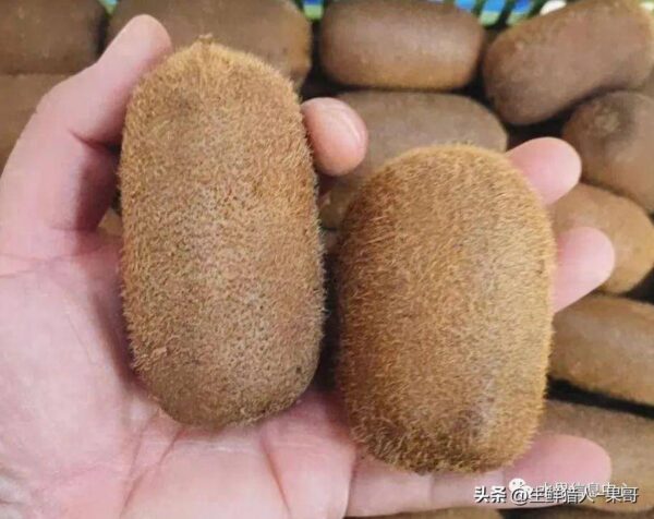 中国十大猕猴桃产区排名(全国猕猴桃哪里最出名)-1 中国十大猕猴桃产区排名,全国猕猴桃哪里最出名(附2022年最新排行榜前十名单)