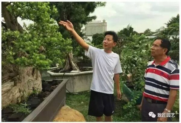 中国最贵的十大盆景有哪几种(什么品种的盆景最值钱)-1 中国最贵的十大盆景有哪几种,什么品种的盆景最值钱(附2022年最新排行榜前十名单)