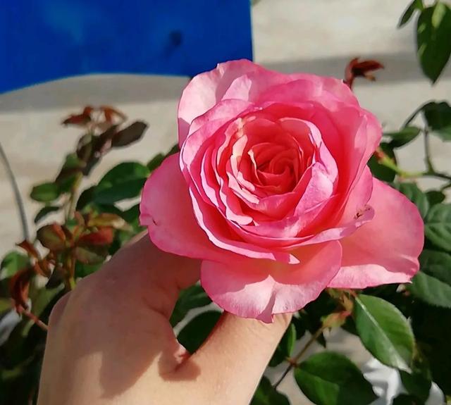 月季花品种图片及名称,十大公认最好月季品种图片(附2022年最新排行榜前十名单)