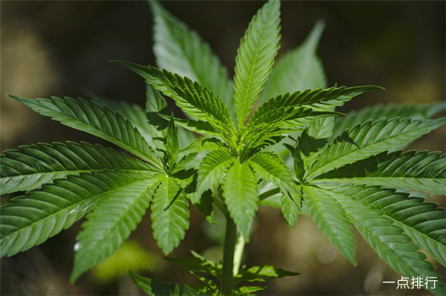 大麻 古代十大止痛方法 排名第一的居然是罂粟(2022年最新排名前十榜单)
