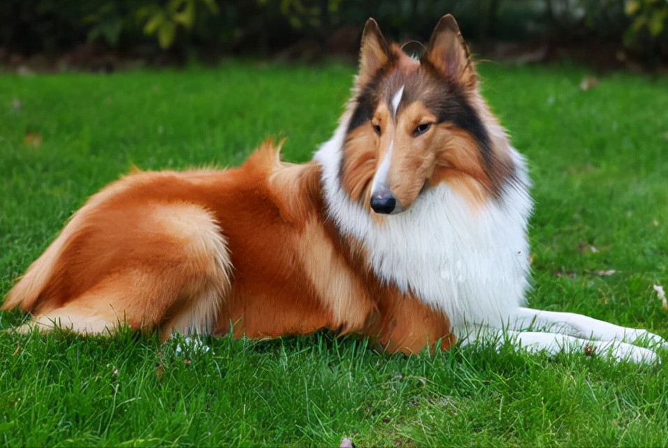 大型犬类品种大全,哪些适合当宠物?(附最新排名前十榜单)
