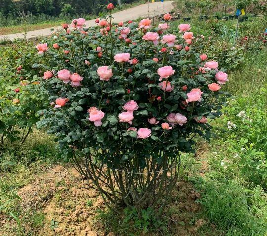 月季花品种图片及名称,十大公认最好月季品种图片(附2022年最新排行榜前十名单)