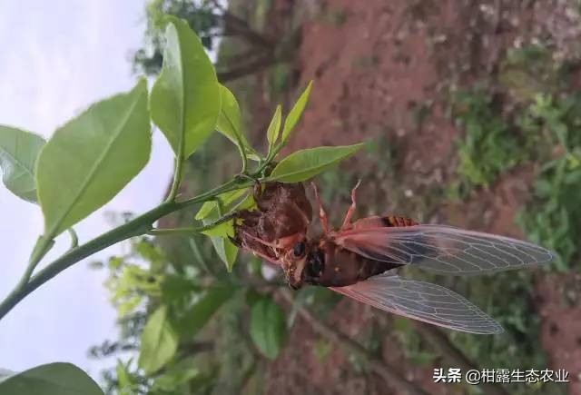 知了是益虫还是害虫讲解,盘点十大害虫名称及其作用(附最新排名前十榜单)