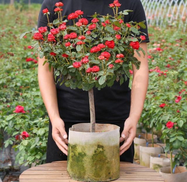 月季花品种图片及名称,十大公认最好月季品种图片(附2022年最新排行榜前十名单)
