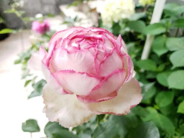 月季花品种图片及名称,十大公认最好月季品种图片(附2022年最新排行榜前十名单)