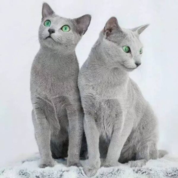 世界上最长寿的猫是多少岁(寿命最长的猫排行榜)-1 世界上最长寿的猫是多少岁,寿命最长的猫排行榜(附2022年最新排行榜前十名单)