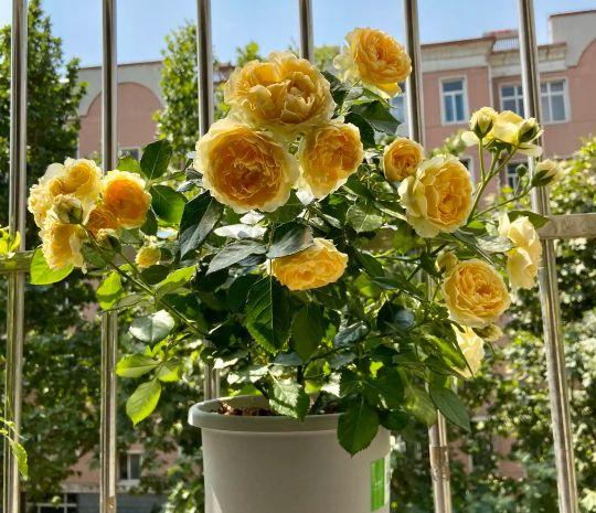 月季花品种图片及名称,十大公认最好月季品种图片(附2022年最新排行榜前十名单)