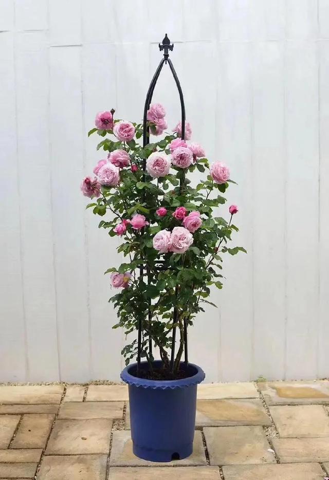 月季花品种图片及名称,十大公认最好月季品种图片(附2022年最新排行榜前十名单)