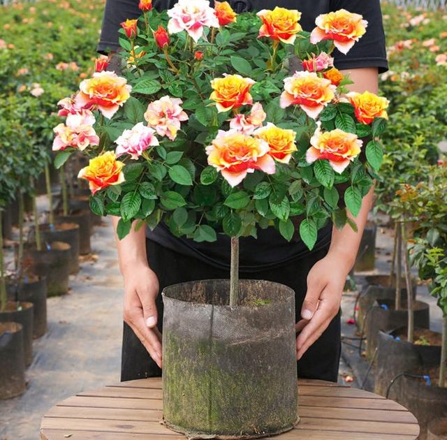 月季花品种图片及名称,十大公认最好月季品种图片(附2022年最新排行榜前十名单)