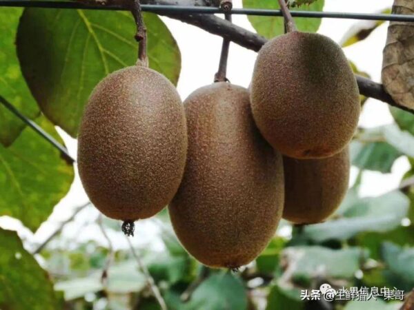 中国十大猕猴桃产区排名(全国猕猴桃哪里最出名)-1 中国十大猕猴桃产区排名,全国猕猴桃哪里最出名(附2022年最新排行榜前十名单)