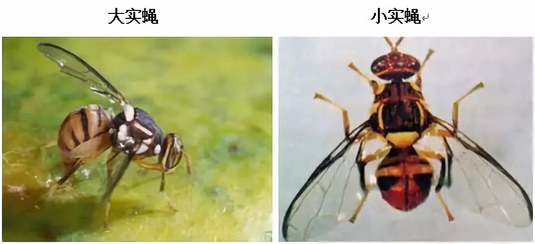 知了是益虫还是害虫讲解,盘点十大害虫名称及其作用(附最新排名前十榜单)