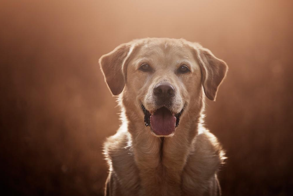 拉布拉多是大型犬吗是什么品种?拉布拉多咬人吗?(附最新排名前十榜单)
