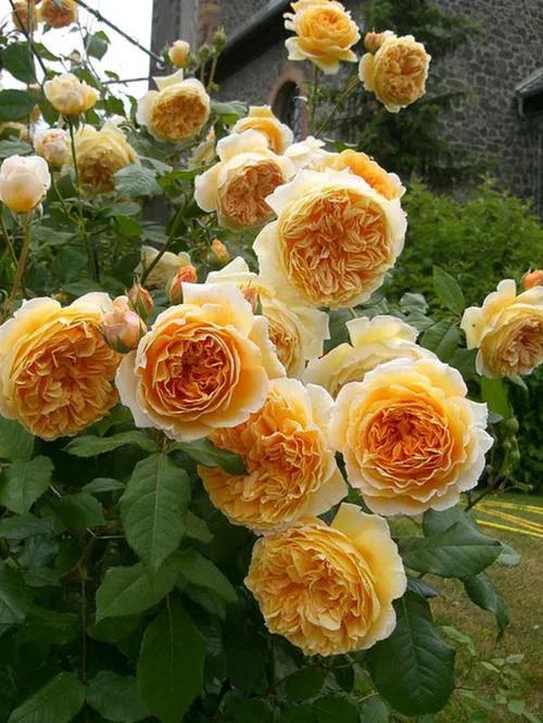 月季花品种图片及名称,十大公认最好月季品种图片(附2022年最新排行榜前十名单)