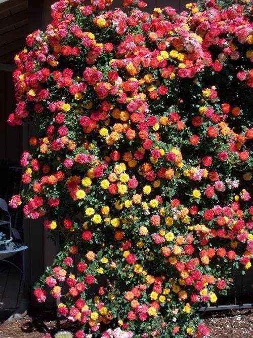 月季花品种图片及名称,十大公认最好月季品种图片(附2022年最新排行榜前十名单)