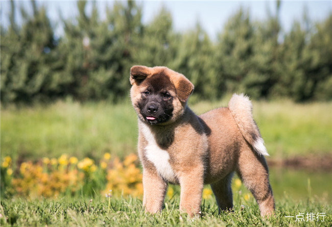日本秋田犬 世界十大最昂贵的狗 藏獒仅排第四(2022年最新排名前十榜单)