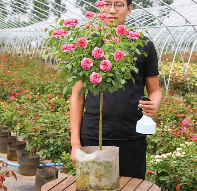 月季花品种图片及名称,十大公认最好月季品种图片(附2022年最新排行榜前十名单)
