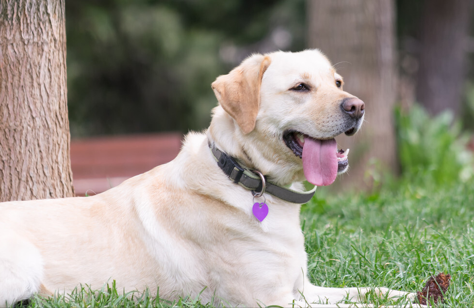 大型犬类品种大全,哪些适合当宠物?(附最新排名前十榜单)