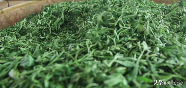 山东有哪些名茶品种(山东名茶十大名茶)-1 山东有哪些名茶品种,山东名茶十大名茶(附2022年最新排行榜前十名单)