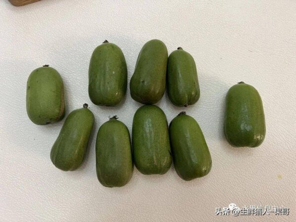 中国十大猕猴桃产区排名(全国猕猴桃哪里最出名)-1 中国十大猕猴桃产区排名,全国猕猴桃哪里最出名(附2022年最新排行榜前十名单)