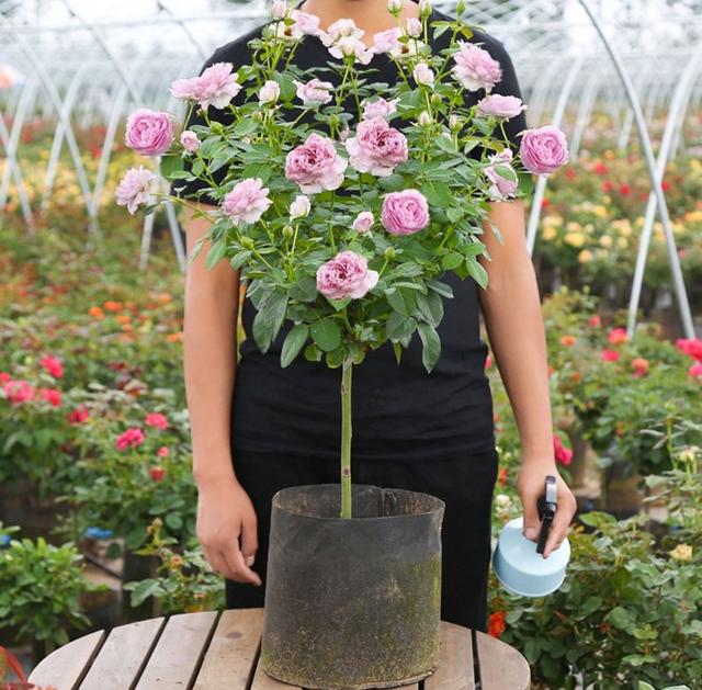 月季花品种图片及名称,十大公认最好月季品种图片(附2022年最新排行榜前十名单)