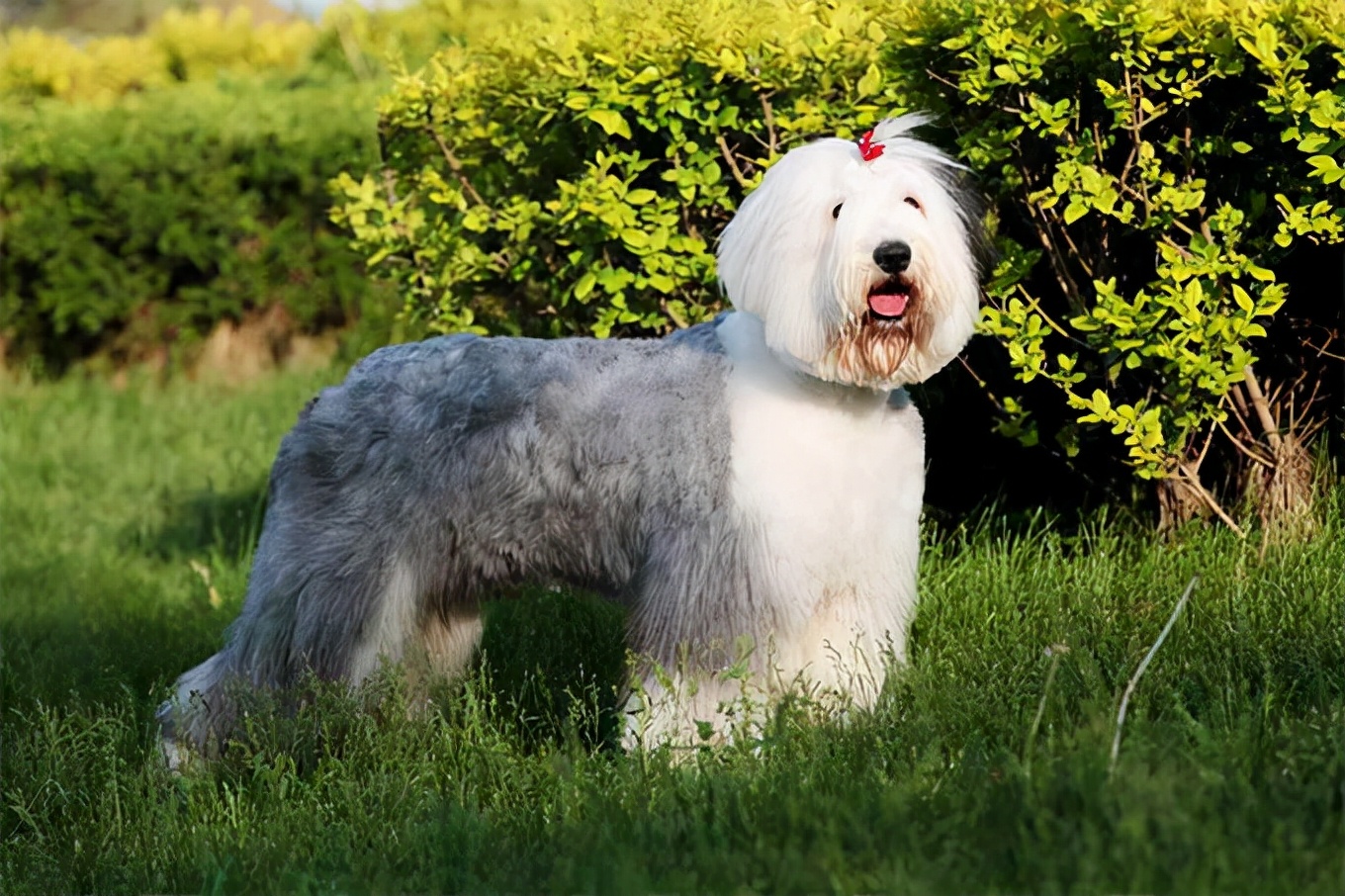 大型犬类品种大全,哪些适合当宠物?(附最新排名前十榜单)