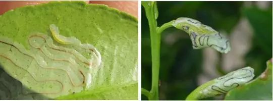 知了是益虫还是害虫讲解,盘点十大害虫名称及其作用(附最新排名前十榜单)