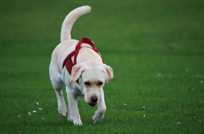 拉布拉多是大型犬吗是什么品种?拉布拉多咬人吗?(附最新排名前十榜单)