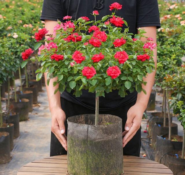 月季花品种图片及名称,十大公认最好月季品种图片(附2022年最新排行榜前十名单)