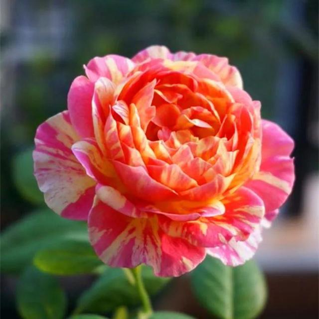 月季花品种图片及名称,十大公认最好月季品种图片(附2022年最新排行榜前十名单)