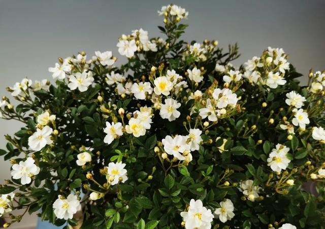 月季花品种图片及名称,十大公认最好月季品种图片(附2022年最新排行榜前十名单)