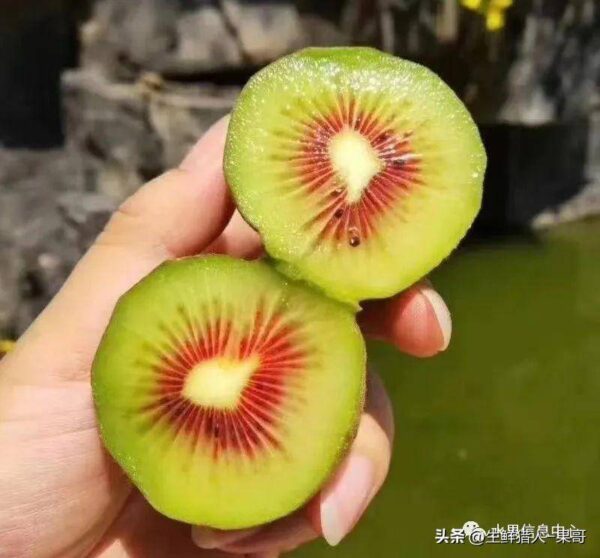 中国十大猕猴桃产区排名(全国猕猴桃哪里最出名)-1 中国十大猕猴桃产区排名,全国猕猴桃哪里最出名(附2022年最新排行榜前十名单)