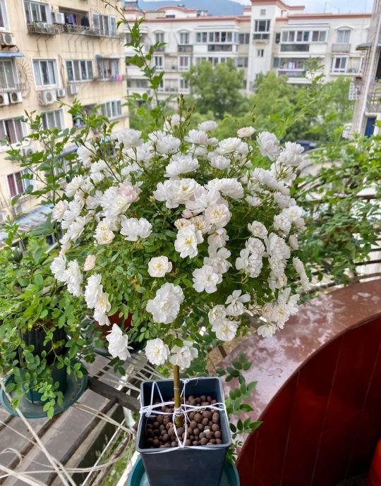 月季花品种图片及名称,十大公认最好月季品种图片(附2022年最新排行榜前十名单)