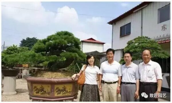 中国最贵的十大盆景有哪几种(什么品种的盆景最值钱)-1 中国最贵的十大盆景有哪几种,什么品种的盆景最值钱(附2022年最新排行榜前十名单)