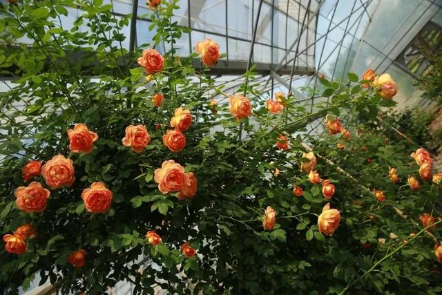 月季花品种图片及名称,十大公认最好月季品种图片(附2022年最新排行榜前十名单)