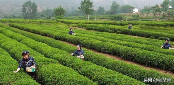 山东有哪些名茶品种(山东名茶十大名茶)-1 山东有哪些名茶品种,山东名茶十大名茶(附2022年最新排行榜前十名单)
