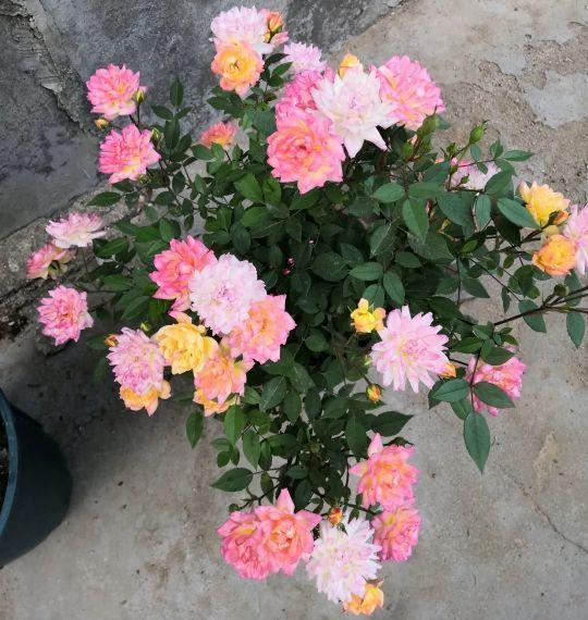 月季花品种图片及名称,十大公认最好月季品种图片(附2022年最新排行榜前十名单)