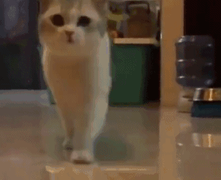世界上最长寿的猫是多少岁(寿命最长的猫排行榜)-1 世界上最长寿的猫是多少岁,寿命最长的猫排行榜(附2022年最新排行榜前十名单)