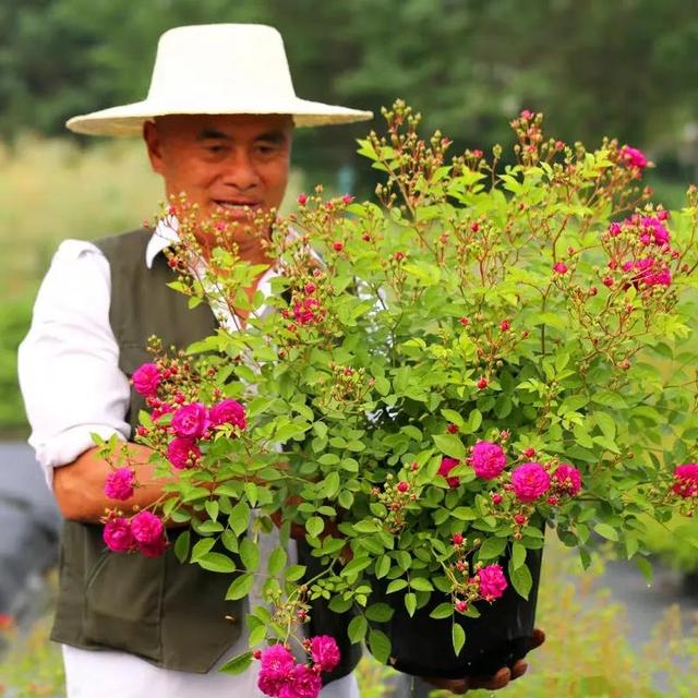 月季花品种图片及名称,十大公认最好月季品种图片(附2022年最新排行榜前十名单)