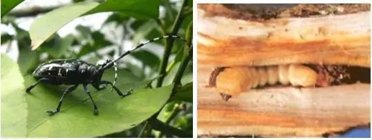 知了是益虫还是害虫讲解,盘点十大害虫名称及其作用(附最新排名前十榜单)