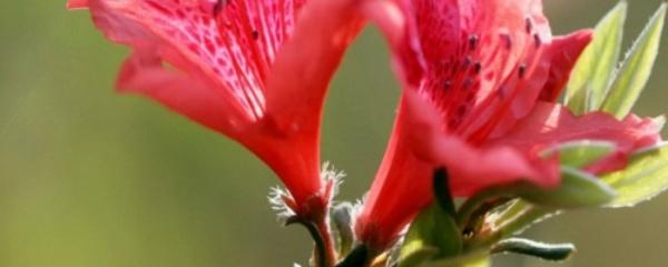 怎么养好杜鹃花,养杜鹃花窍门(附2022年最新排行榜前十名单)