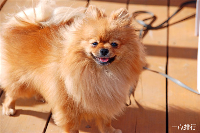 博美拉尼亚犬 世界十大最昂贵的狗 藏獒仅排第四(2022年最新排名前十榜单)
