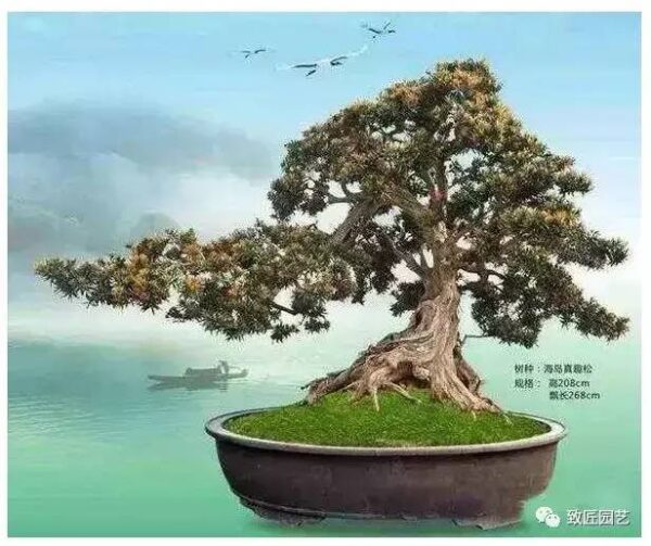 中国最贵的十大盆景有哪几种(什么品种的盆景最值钱)-1 中国最贵的十大盆景有哪几种,什么品种的盆景最值钱(附2022年最新排行榜前十名单)