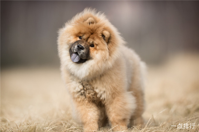 松狮犬 世界十大最昂贵的狗 藏獒仅排第四(2022年最新排名前十榜单)
