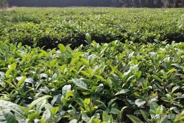 山东有哪些名茶品种(山东名茶十大名茶)-1 山东有哪些名茶品种,山东名茶十大名茶(附2022年最新排行榜前十名单)