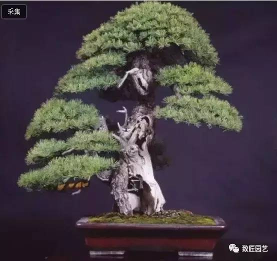 中国最贵的十大盆景有哪几种(什么品种的盆景最值钱)-1 中国最贵的十大盆景有哪几种,什么品种的盆景最值钱(附2022年最新排行榜前十名单)