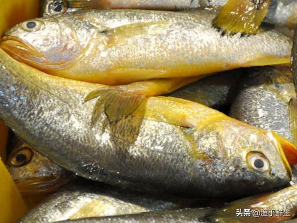 中国最大的海鲜产地有哪些,中国最大的几个海鲜出产地(附2022年最新排行榜前十名单)