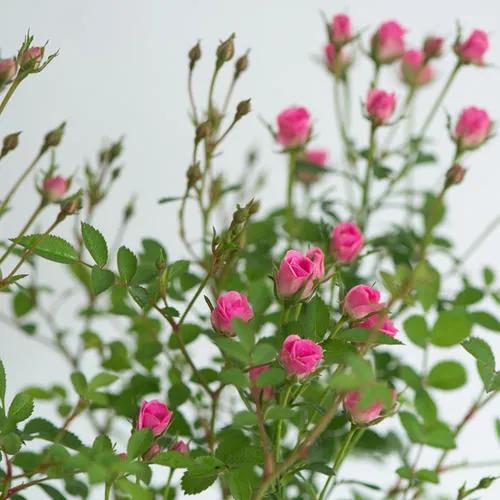 月季花品种图片及名称,十大公认最好月季品种图片(附2022年最新排行榜前十名单)
