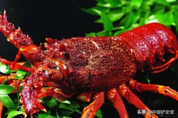 世界七大顶级的龙虾品种是什么(世界顶级龙虾品种有哪些)-1 世界七大顶级的龙虾品种是什么,世界顶级龙虾品种有哪些(附2022年最新排行榜前十名单)