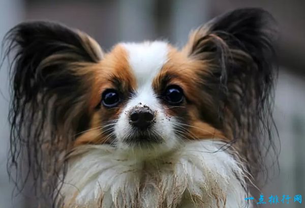 蝴蝶犬 3.6公斤-4.5公斤 世界上最小的十种狗 最小的吉娃娃只有1公斤(2022年最新排名前十榜单)