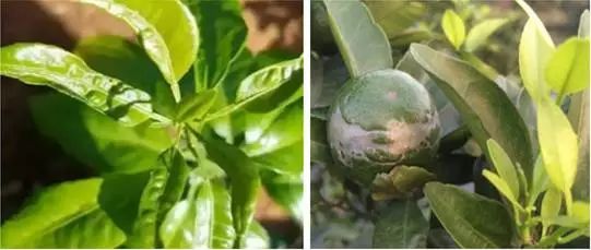 知了是益虫还是害虫讲解,盘点十大害虫名称及其作用(附最新排名前十榜单)